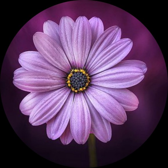 ttm337